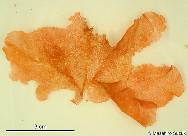 カラゴロモ Vanvoorstia coccinea