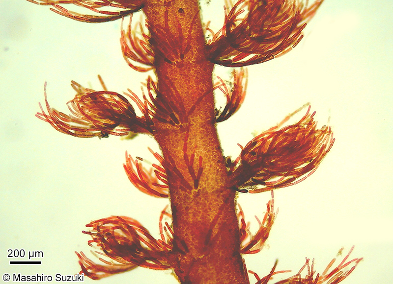 タゴノリ Wrangelia tagoi