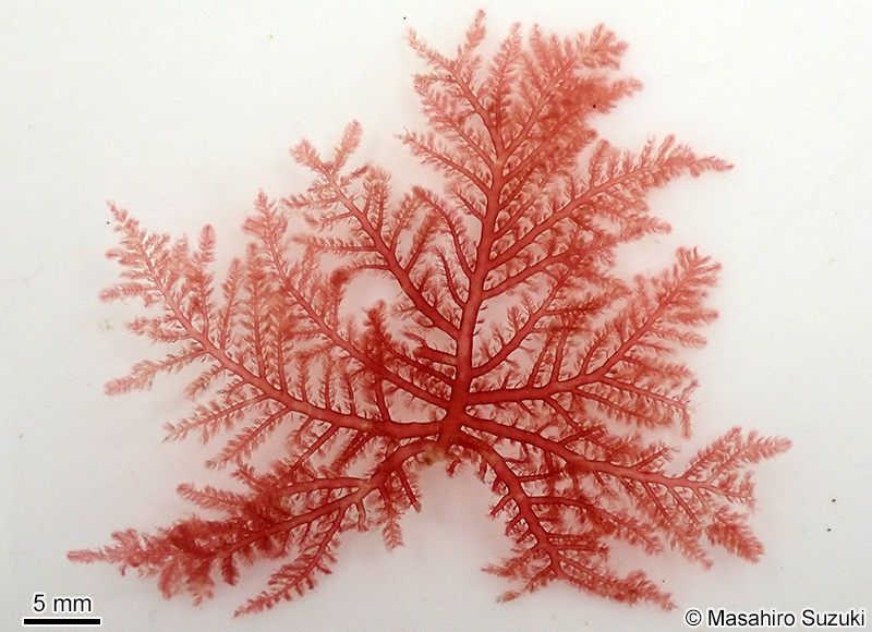 タゴノリ Wrangelia tagoi