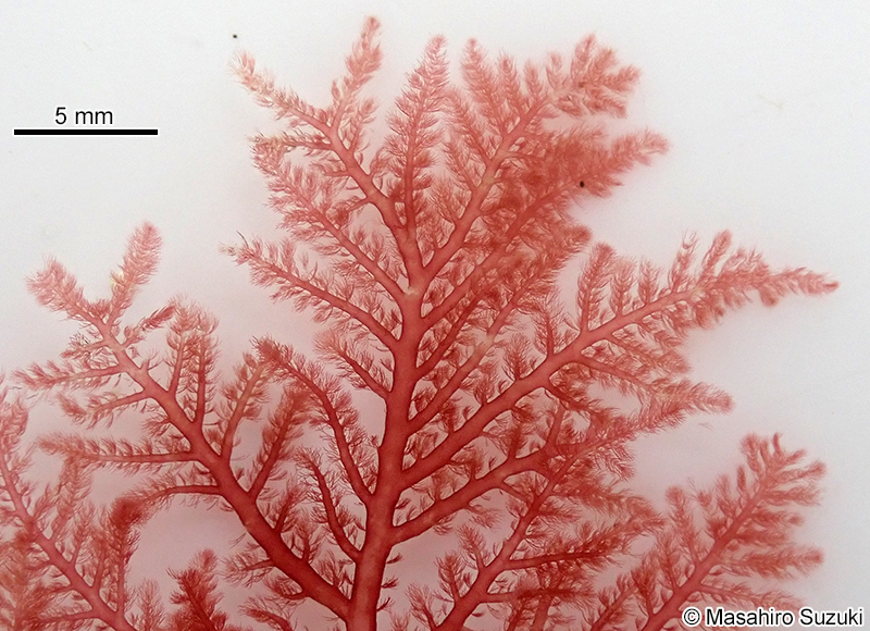 タゴノリ Wrangelia tagoi