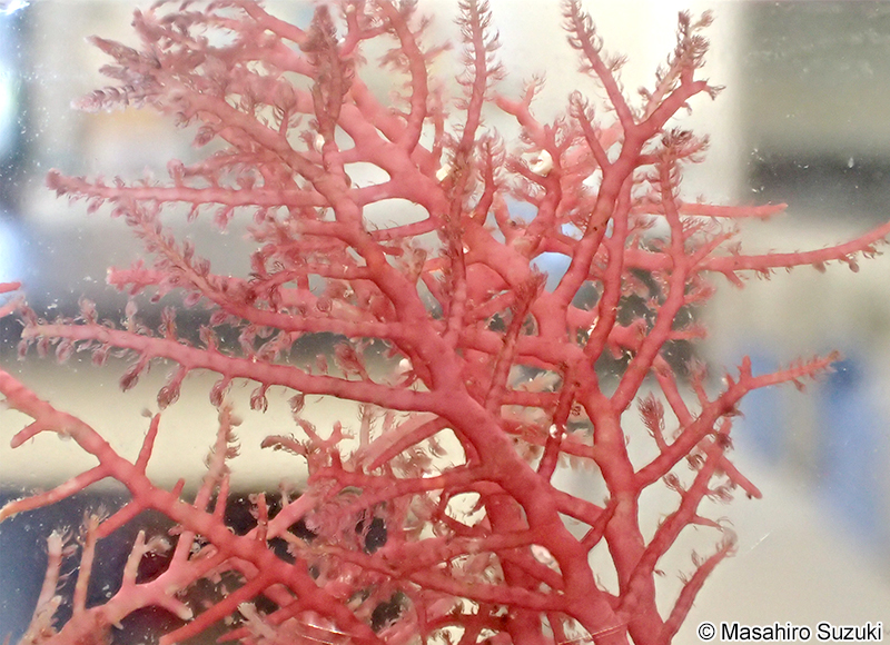 タゴノリ Wrangelia tagoi