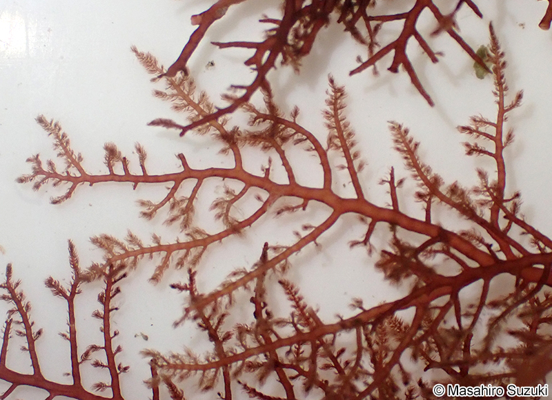 タゴノリ Wrangelia tagoi