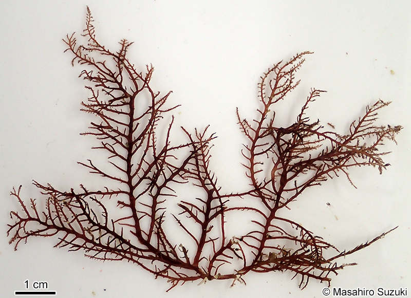 タゴノリ Wrangelia tagoi