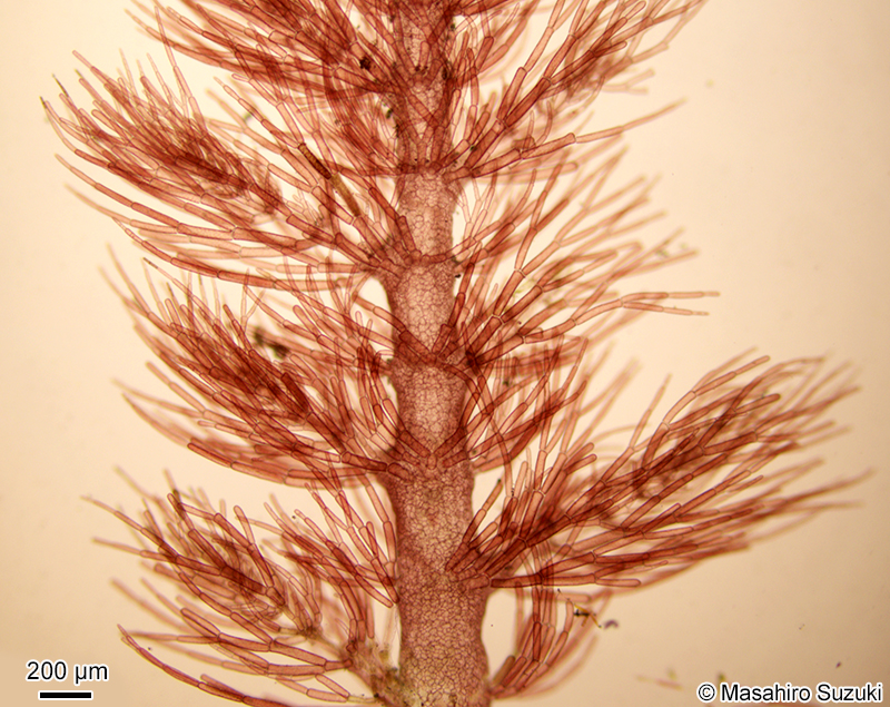 タゴノリ Wrangelia tagoi