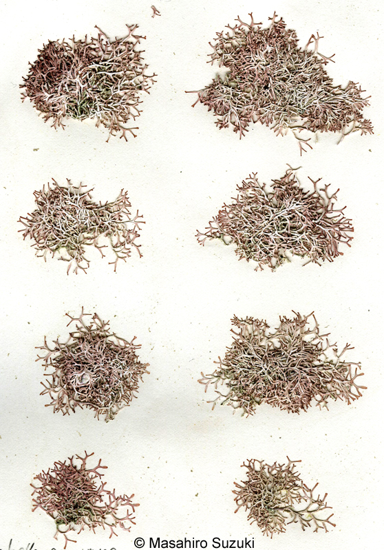 ハイコナハダ Yamadaella caenomyce