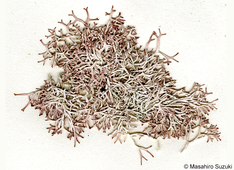 ハイコナハダ Yamadaella caenomyce