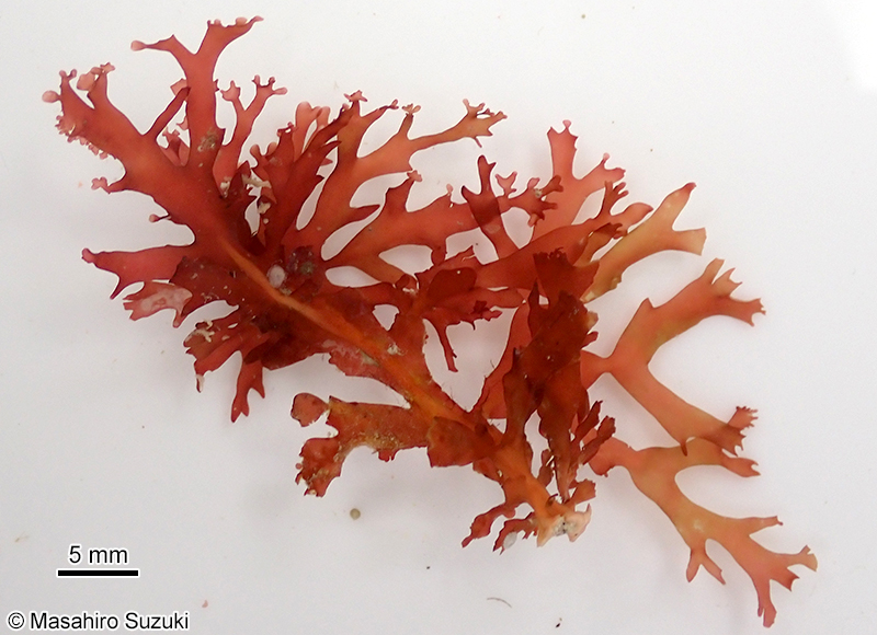 キタヨナグニソウ Yonagunia taiwani-borealis