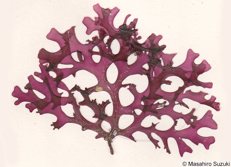 Yonagunia taiwani-borealis