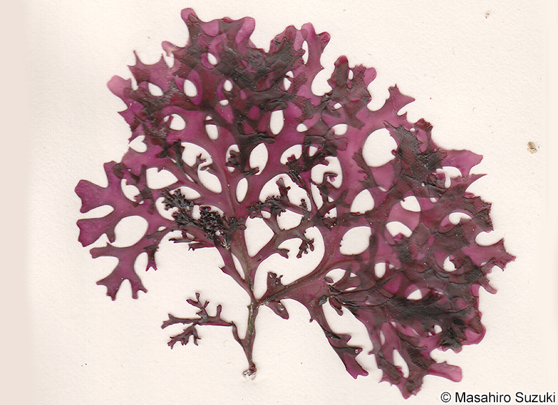 Yonagunia taiwani-borealis