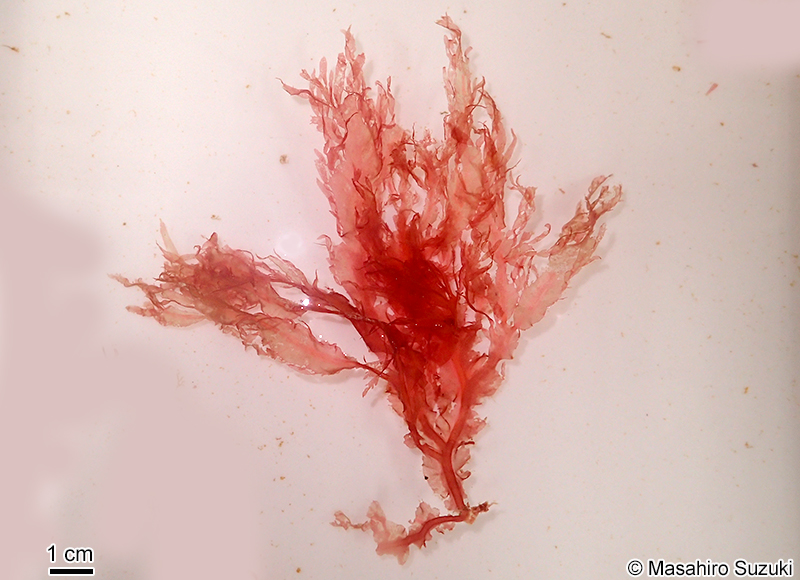 ヒゲムラサキ Yoshidaphycus ciliatus