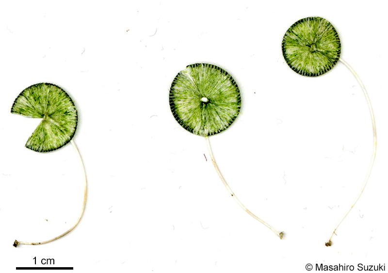 カサノリ Acetabularia ryukyuensis
