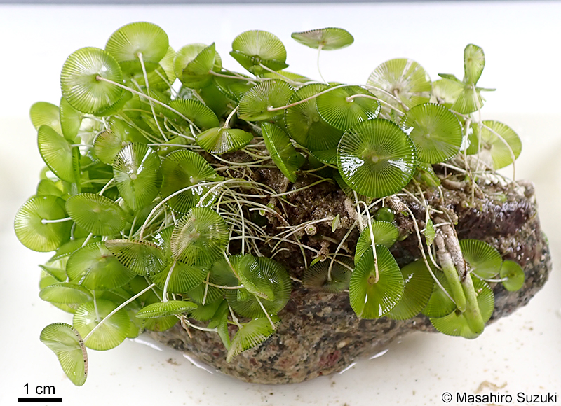 カサノリ Acetabularia ryukyuensis