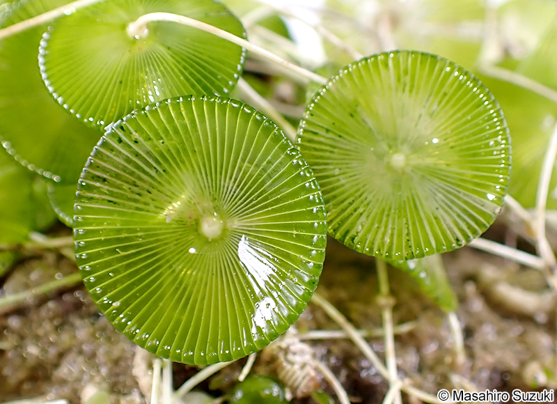カサノリ Acetabularia ryukyuensis