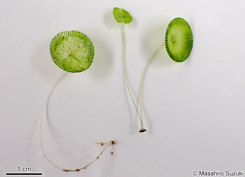 カサノリ Acetabularia ryukyuensis