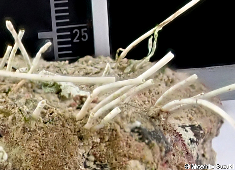 ケセランパサラン？