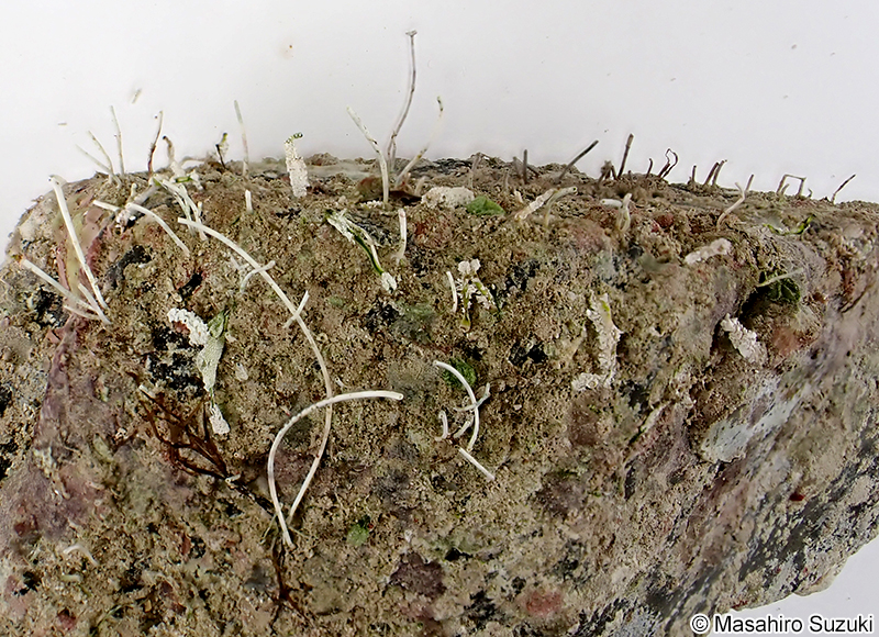 ケセランパサラン？