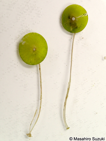 カサノリ Acetabularia ryukyuensis