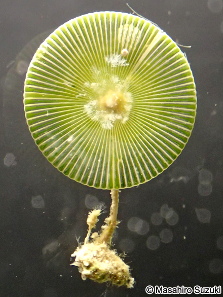 カサノリ Acetabularia ryukyuensis