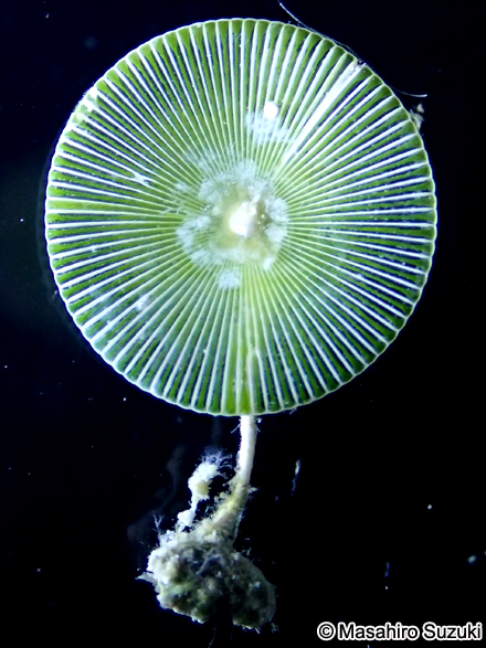 カサノリ Acetabularia ryukyuensis