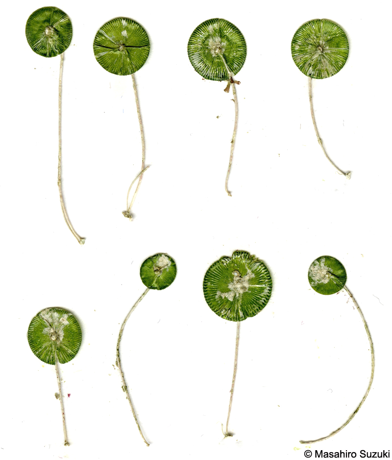 カサノリ Acetabularia ryukyuensis