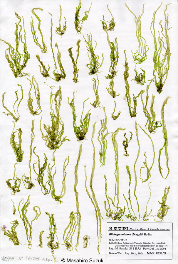 ヒメアオノリ Blidingia minima