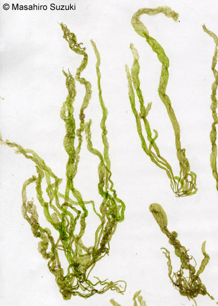 ヒメアオノリ Blidingia minima