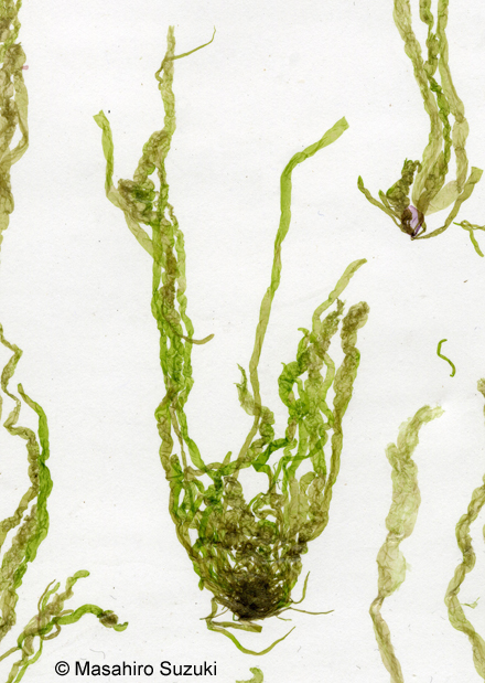 ヒメアオノリ Blidingia minima