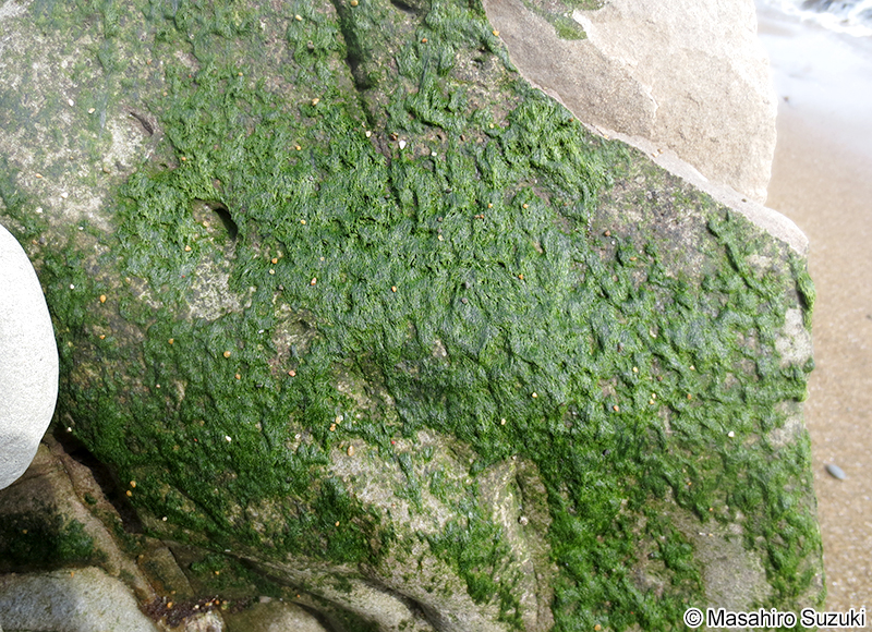 ヒメアオノリ Blidingia minima