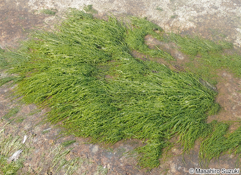 ヒメアオノリ Blidingia minima