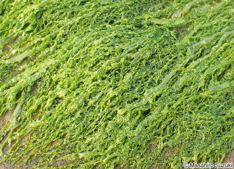 ヒメアオノリ Blidingia minima