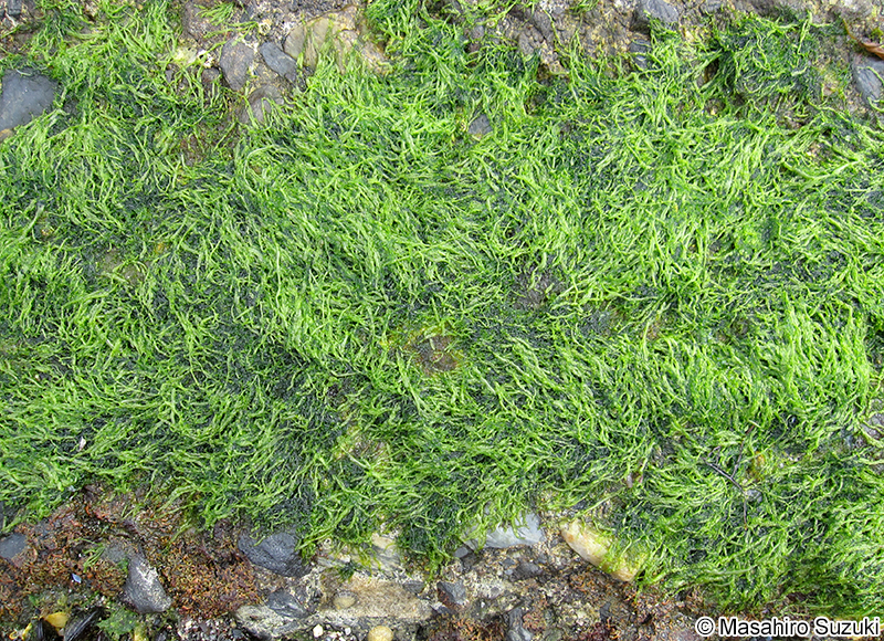 ヒメアオノリ Blidingia minima