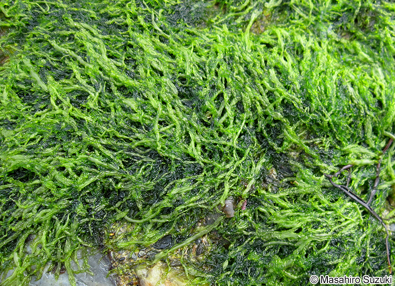 ヒメアオノリ Blidingia minima