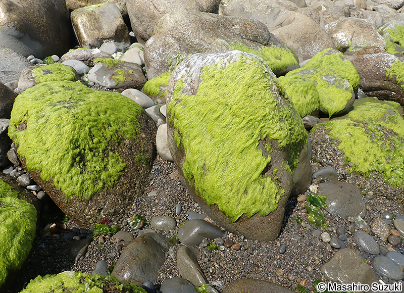 ヒメアオノリ Blidingia minima