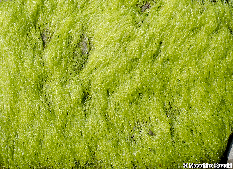 ヒメアオノリ Blidingia minima