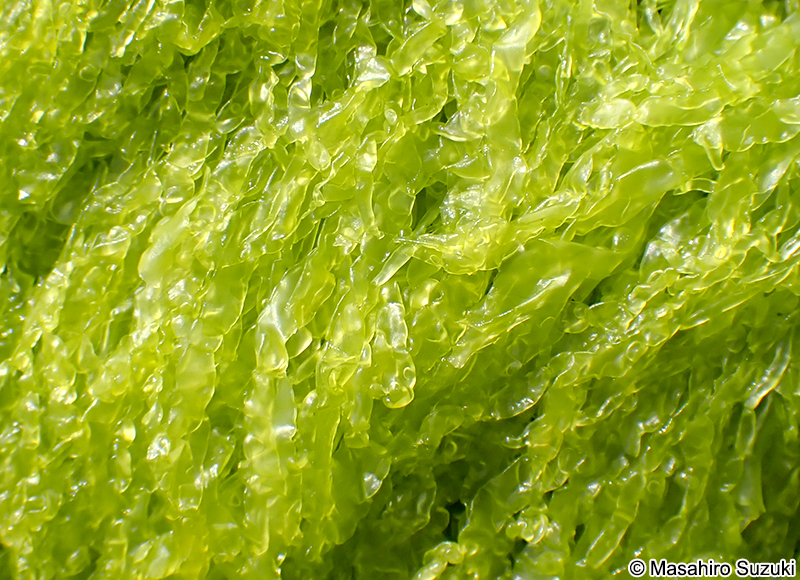 ヒメアオノリ Blidingia minima