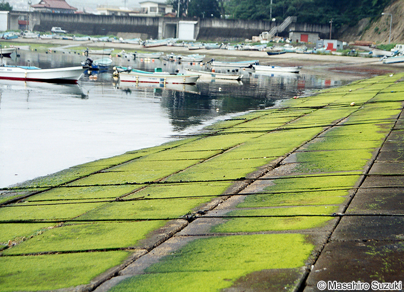 ヒメアオノリ Blidingia minima