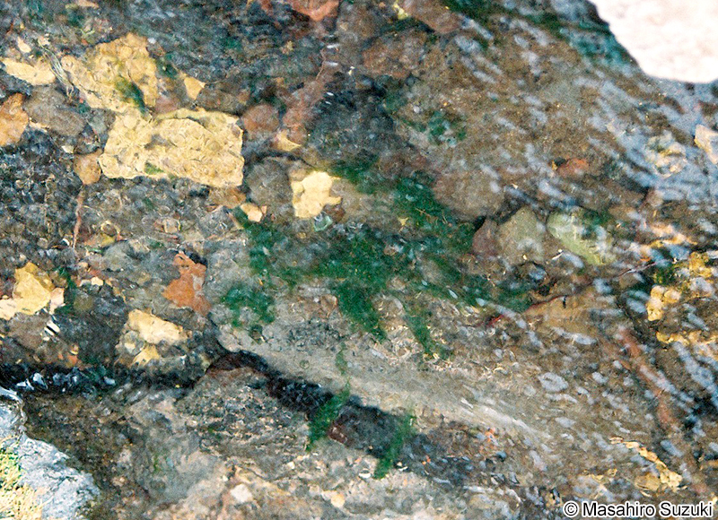 カワアオノリ Blidingia ramifera