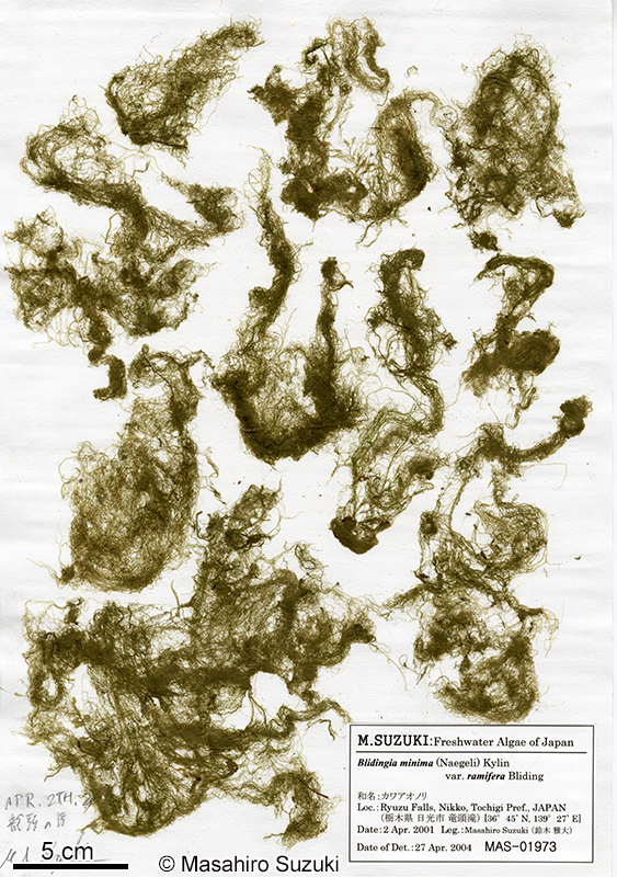 カワアオノリ Blidingia ramifera