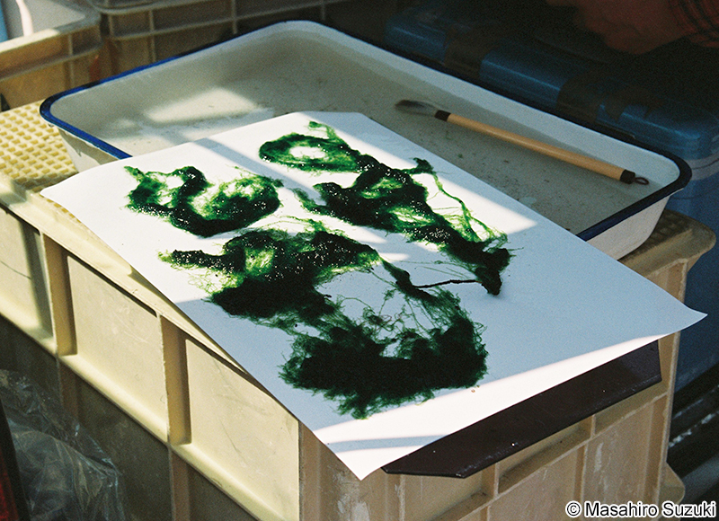 カワアオノリ Blidingia ramifera