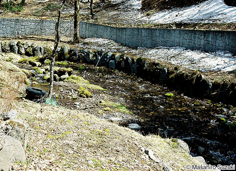 カワアオノリ Blidingia ramifera