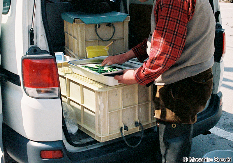 カワアオノリ Blidingia ramifera