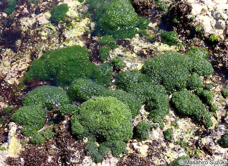 アオモグサ Boodlea coacta