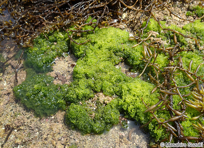 アオモグサ Boodlea coacta