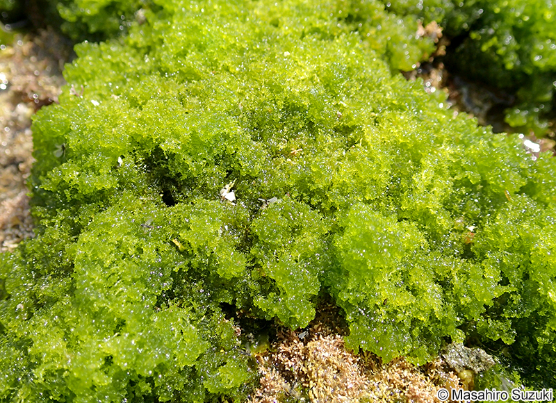 アオモグサ Boodlea coacta