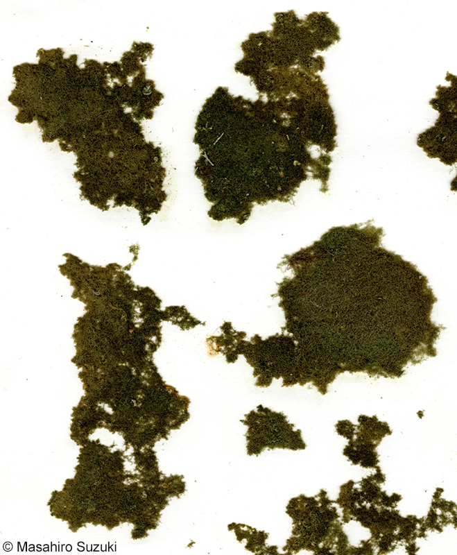 アオモグサ Boodlea coacta