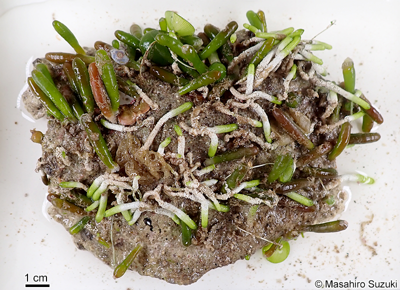 ナガミズタマ Bornetella nitida