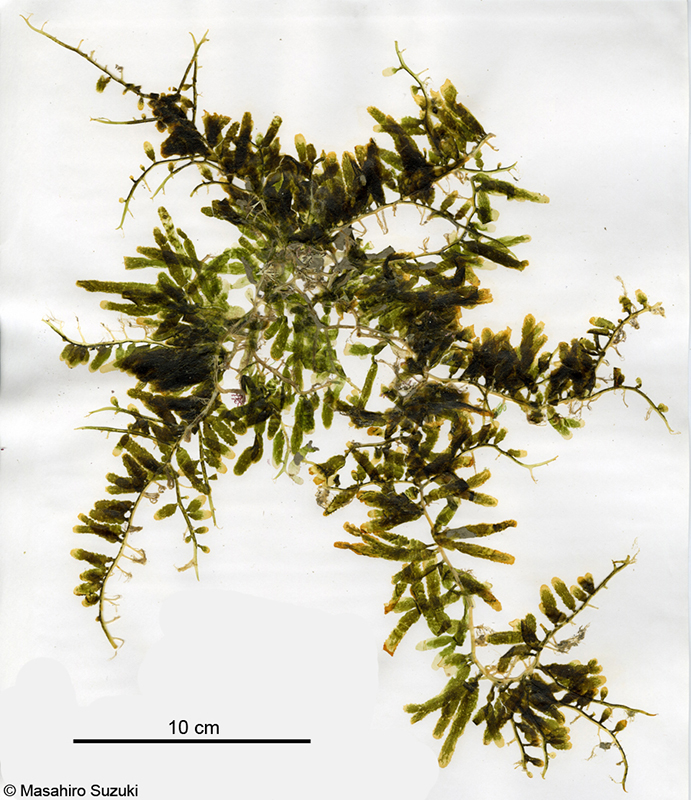 ヘライワヅタ Caulerpa brachypus