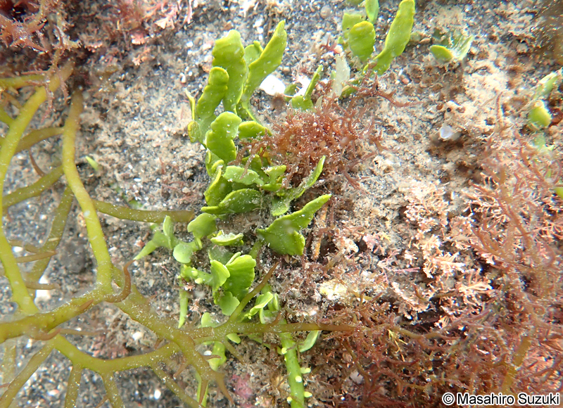 ヘライワヅタ Caulerpa brachypus
