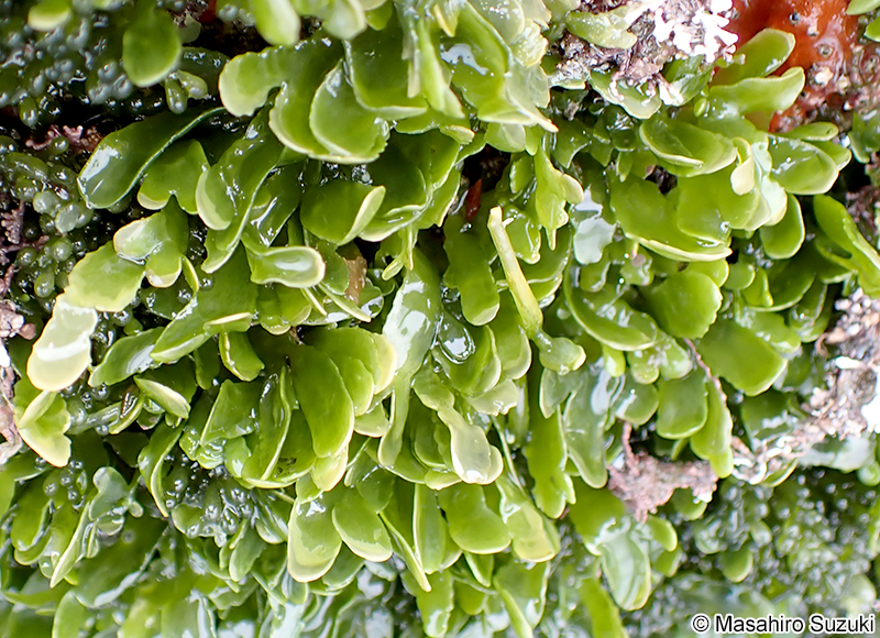 ヘライワヅタ Caulerpa brachypus