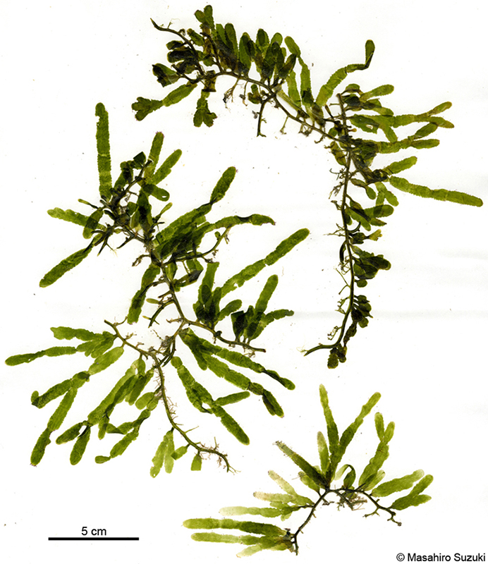 ヘライワヅタ Caulerpa brachypus